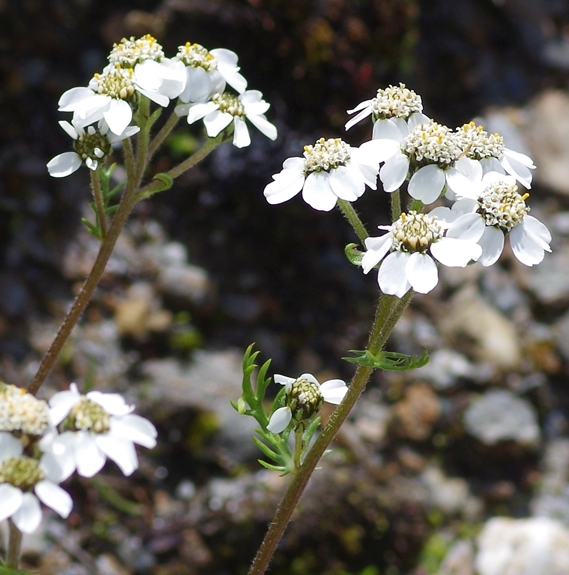 Pflanzenbild gross Schwarze Schafgarbe - Achillea atrata