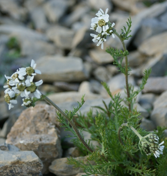 Pflanzenbild gross Schwarze Schafgarbe - Achillea atrata
