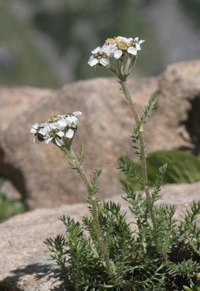 Pflanzenbild gross Schwarze Schafgarbe - Achillea atrata