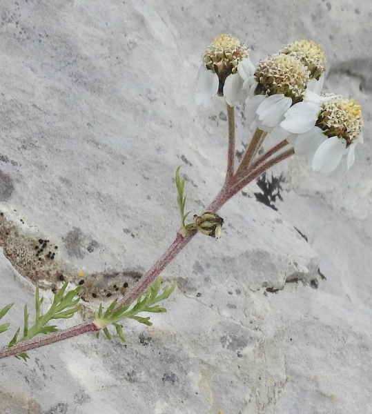 Pflanzenbild gross Schwarze Schafgarbe - Achillea atrata