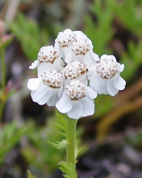 Pflanzenbild gross Moschus-Schafgarbe - Achillea erba-rotta subsp. moschata