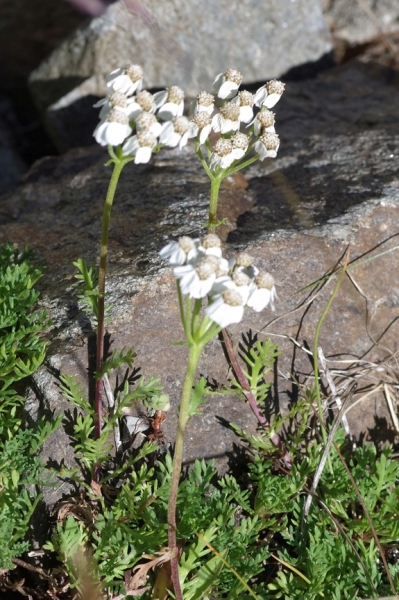Pflanzenbild gross Moschus-Schafgarbe - Achillea erba-rotta subsp. moschata