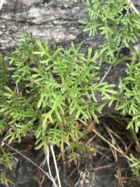 Pflanzenbild gross Moschus-Schafgarbe - Achillea erba-rotta subsp. moschata