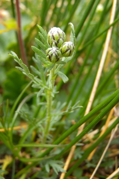Pflanzenbild gross Moschus-Schafgarbe - Achillea erba-rotta subsp. moschata
