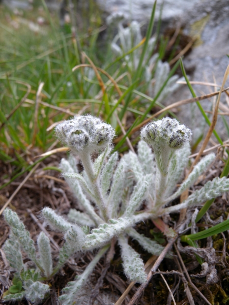Pflanzenbild gross Zwerg-Schafgarbe - Achillea nana