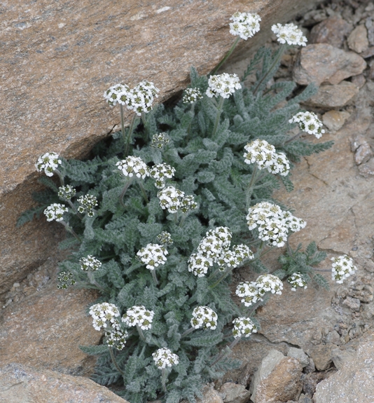 Pflanzenbild gross Zwerg-Schafgarbe - Achillea nana
