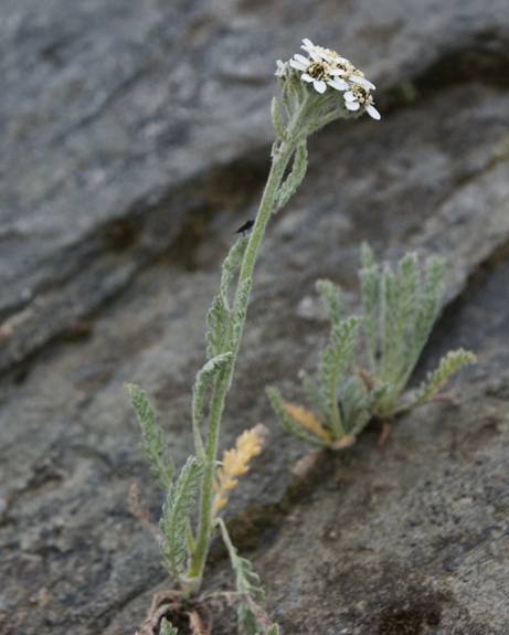Pflanzenbild gross Zwerg-Schafgarbe - Achillea nana