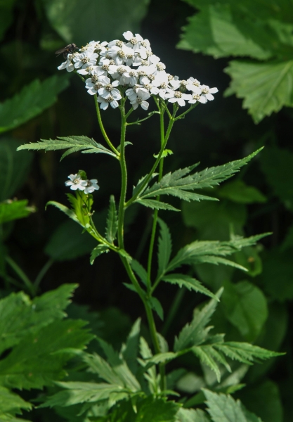 Pflanzenbild gross Grossblättrige Schafgarbe - Achillea macrophylla