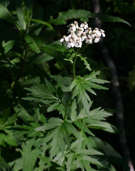 Pflanzenbild gross Grossblättrige Schafgarbe - Achillea macrophylla