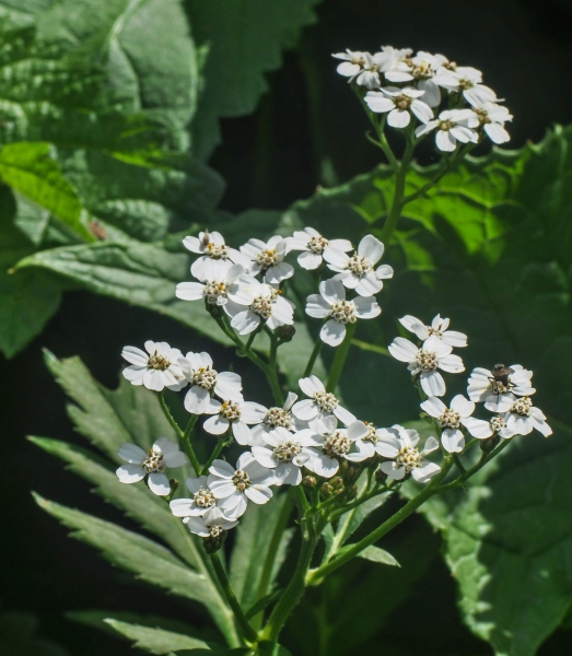 Pflanzenbild gross Grossblättrige Schafgarbe - Achillea macrophylla