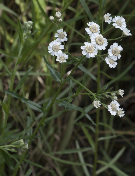 Pflanzenbild gross Sumpf-Schafgarbe - Achillea ptarmica