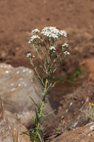 Pflanzenbild gross Sumpf-Schafgarbe - Achillea ptarmica