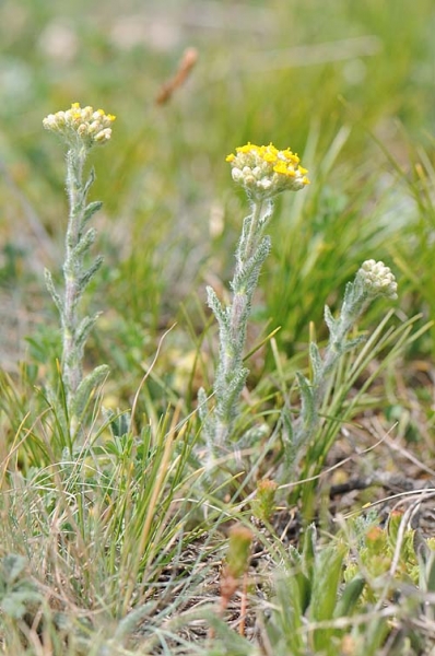 Pflanzenbild gross Gelbe Schafgarbe - Achillea tomentosa