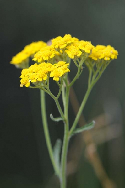 Pflanzenbild gross Gelbe Schafgarbe - Achillea tomentosa