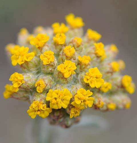 Pflanzenbild gross Gelbe Schafgarbe - Achillea tomentosa