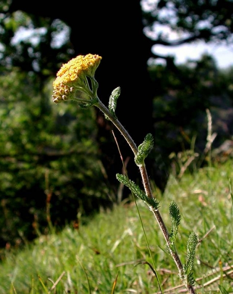 Pflanzenbild gross Gelbe Schafgarbe - Achillea tomentosa