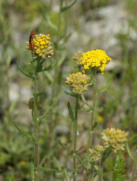 Pflanzenbild gross Gelbe Schafgarbe - Achillea tomentosa