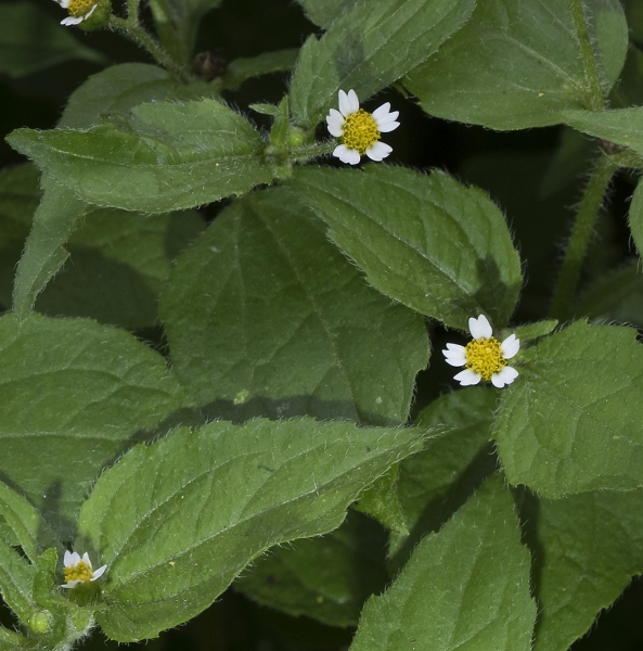 Pflanzenbild gross Bewimpertes Knopfkraut - Galinsoga quadriradiata