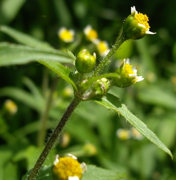 Pflanzenbild gross Bewimpertes Knopfkraut - Galinsoga quadriradiata