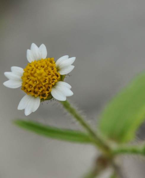 Pflanzenbild gross Bewimpertes Knopfkraut - Galinsoga quadriradiata