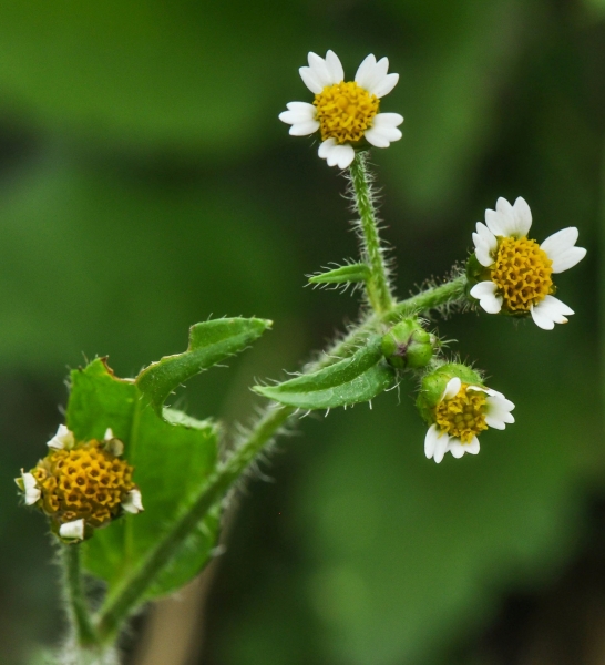 Pflanzenbild gross Bewimpertes Knopfkraut - Galinsoga quadriradiata