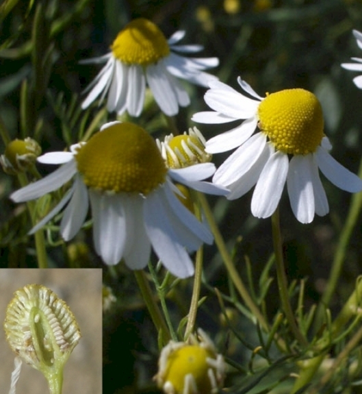 Pflanzenbild gross Echte Kamille - Matricaria chamomilla