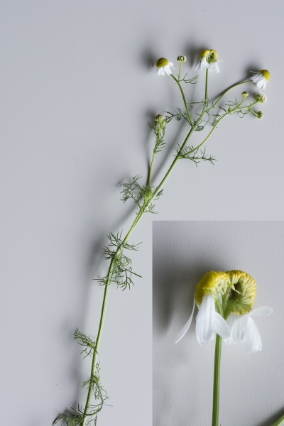 Pflanzenbild gross Echte Kamille - Matricaria chamomilla