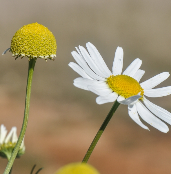 Pflanzenbild gross Echte Kamille - Matricaria chamomilla