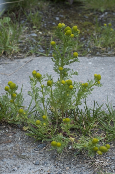 Pflanzenbild gross Strahlenlose Kamille - Matricaria discoidea