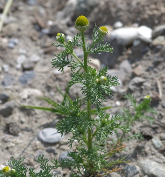 Pflanzenbild gross Strahlenlose Kamille - Matricaria discoidea