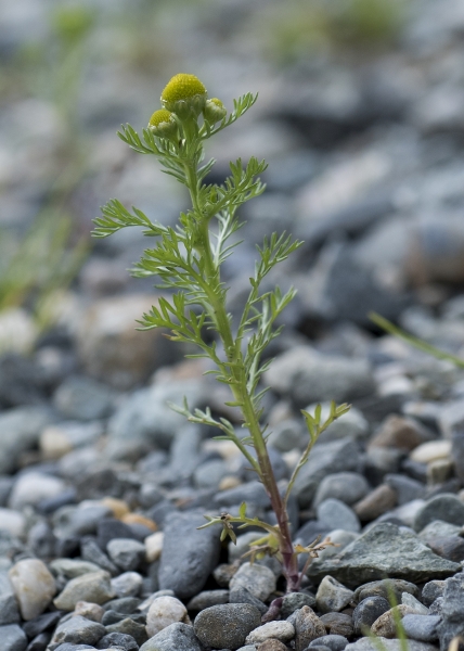 Pflanzenbild gross Strahlenlose Kamille - Matricaria discoidea