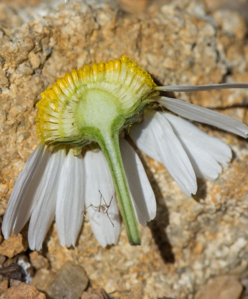 Pflanzenbild gross Geruchlose Strandkamille - Tripleurospermum inodorum