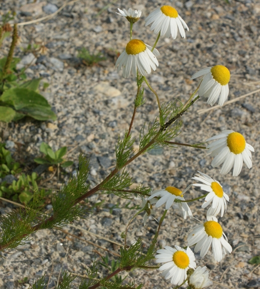 Pflanzenbild gross Geruchlose Strandkamille - Tripleurospermum inodorum