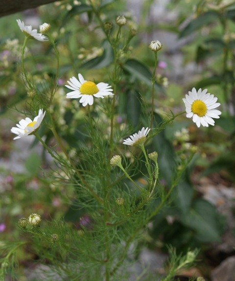Pflanzenbild gross Geruchlose Strandkamille - Tripleurospermum inodorum