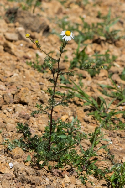 Pflanzenbild gross Geruchlose Strandkamille - Tripleurospermum inodorum
