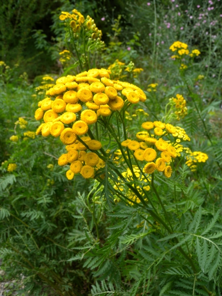 Pflanzenbild gross Rainfarn - Tanacetum vulgare