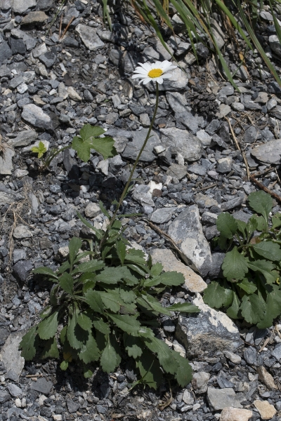 Pflanzenbild gross Berg-Wiesen-Margerite - Leucanthemum adustum