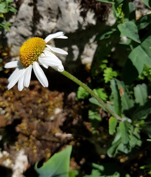 Pflanzenbild gross Berg-Wiesen-Margerite - Leucanthemum adustum