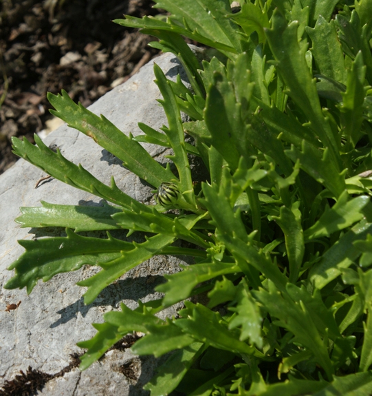 Pflanzenbild gross Hallers Margerite - Leucanthemum halleri