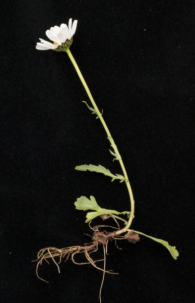 Pflanzenbild gross Hallers Margerite - Leucanthemum halleri
