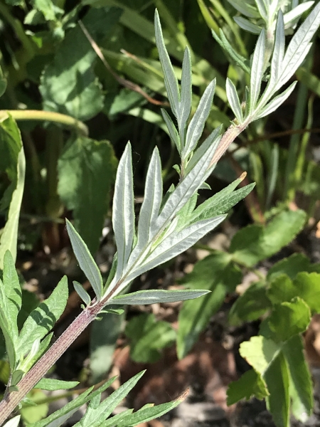 Pflanzenbild gross Gemeiner Beifuss - Artemisia vulgaris