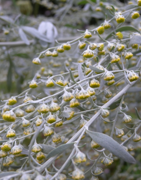 Pflanzenbild gross Echter Wermut - Artemisia absinthium
