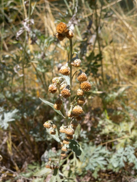 Pflanzenbild gross Echter Wermut - Artemisia absinthium