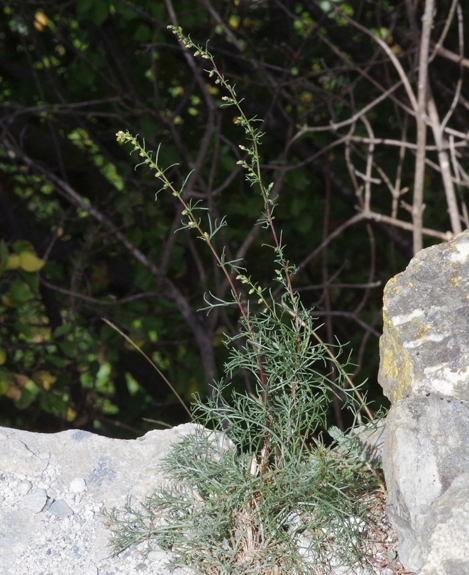 Pflanzenbild gross Feld-Beifuss - Artemisia campestris