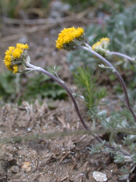 Pflanzenbild gross Gletscher-Edelraute - Artemisia glacialis