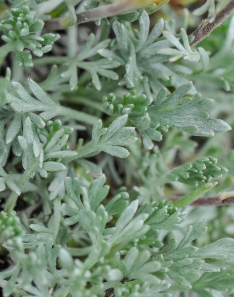 Pflanzenbild gross Gletscher-Edelraute - Artemisia glacialis
