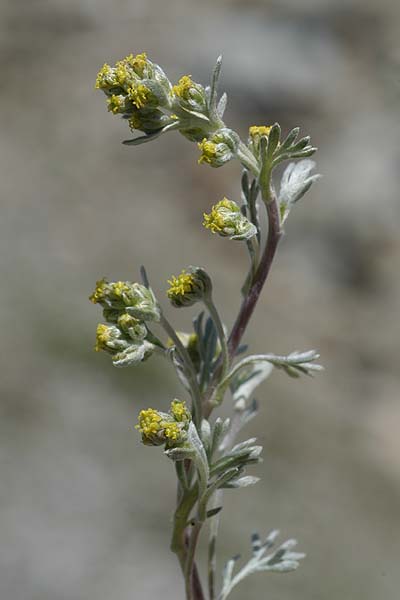 Pflanzenbild gross Echte Edelraute - Artemisia umbelliformis