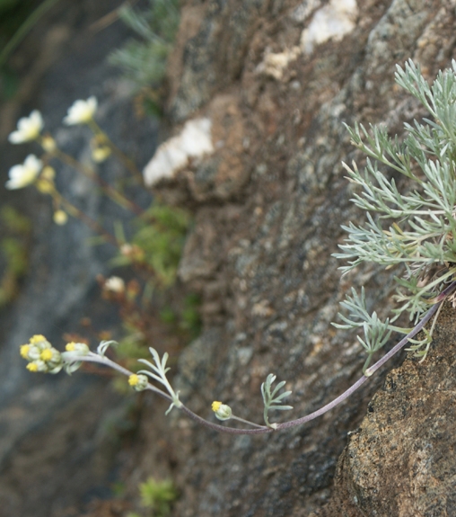 Pflanzenbild gross Echte Edelraute - Artemisia umbelliformis