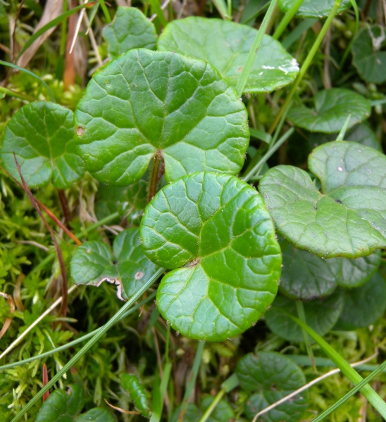 Pflanzenbild gross Grüner Alpenlattich - Homogyne alpina