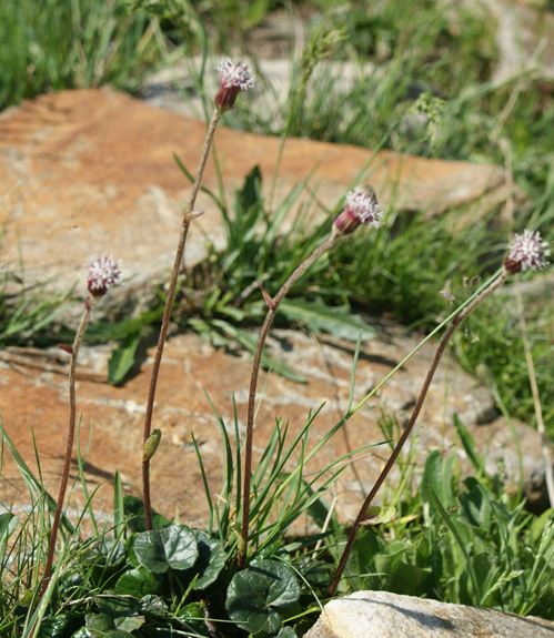 Pflanzenbild gross Grüner Alpenlattich - Homogyne alpina